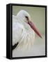 White Stork (Ciconia Ciconia) Portrait, La Serena, Extremadura, Spain, March 2009-Widstrand-Framed Stretched Canvas