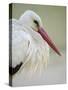 White Stork (Ciconia Ciconia) Portrait, La Serena, Extremadura, Spain, March 2009-Widstrand-Stretched Canvas