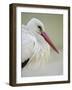 White Stork (Ciconia Ciconia) Portrait, La Serena, Extremadura, Spain, March 2009-Widstrand-Framed Photographic Print