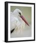 White Stork (Ciconia Ciconia) Portrait, La Serena, Extremadura, Spain, March 2009-Widstrand-Framed Photographic Print