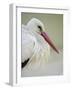 White Stork (Ciconia Ciconia) Portrait, La Serena, Extremadura, Spain, March 2009-Widstrand-Framed Photographic Print