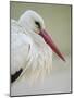 White Stork (Ciconia Ciconia) Portrait, La Serena, Extremadura, Spain, March 2009-Widstrand-Mounted Photographic Print