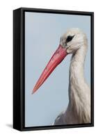 White Stork (Ciconia Ciconia) Portrait, Prypiat Area, Turov, Belarus, June 2009-Máté-Framed Stretched Canvas