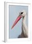 White Stork (Ciconia Ciconia) Portrait, Prypiat Area, Turov, Belarus, June 2009-Máté-Framed Premium Photographic Print