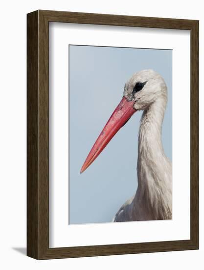 White Stork (Ciconia Ciconia) Portrait, Prypiat Area, Turov, Belarus, June 2009-Máté-Framed Photographic Print