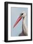 White Stork (Ciconia Ciconia) Portrait, Prypiat Area, Turov, Belarus, June 2009-Máté-Framed Photographic Print