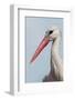 White Stork (Ciconia Ciconia) Portrait, Prypiat Area, Turov, Belarus, June 2009-Máté-Framed Photographic Print