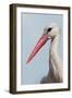 White Stork (Ciconia Ciconia) Portrait, Prypiat Area, Turov, Belarus, June 2009-Máté-Framed Photographic Print