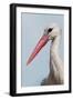 White Stork (Ciconia Ciconia) Portrait, Prypiat Area, Turov, Belarus, June 2009-Máté-Framed Photographic Print