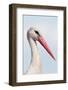 White Stork (Ciconia Ciconia) Portrait, Prypiat Area, Turov, Belarus, June 2009-Máté-Framed Photographic Print