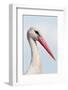 White Stork (Ciconia Ciconia) Portrait, Prypiat Area, Turov, Belarus, June 2009-Máté-Framed Photographic Print