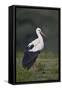 White Stork (Ciconia Ciconia), Serengeti National Park, Tanzania, East Africa, Africa-James Hager-Framed Stretched Canvas