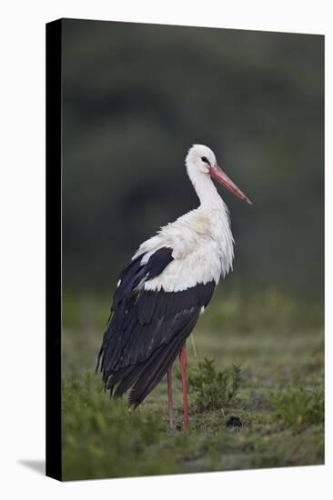 White Stork (Ciconia Ciconia), Serengeti National Park, Tanzania, East Africa, Africa-James Hager-Stretched Canvas