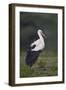 White Stork (Ciconia Ciconia), Serengeti National Park, Tanzania, East Africa, Africa-James Hager-Framed Photographic Print