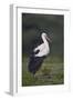 White Stork (Ciconia Ciconia), Serengeti National Park, Tanzania, East Africa, Africa-James Hager-Framed Photographic Print