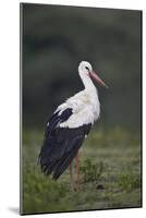 White Stork (Ciconia Ciconia), Serengeti National Park, Tanzania, East Africa, Africa-James Hager-Mounted Photographic Print