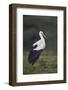 White Stork (Ciconia Ciconia), Serengeti National Park, Tanzania, East Africa, Africa-James Hager-Framed Photographic Print