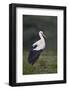 White Stork (Ciconia Ciconia), Serengeti National Park, Tanzania, East Africa, Africa-James Hager-Framed Photographic Print