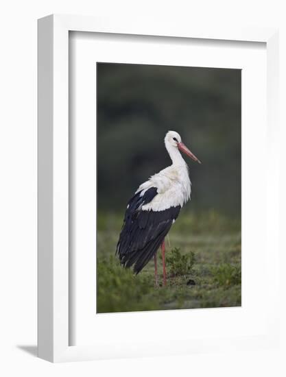 White Stork (Ciconia Ciconia), Serengeti National Park, Tanzania, East Africa, Africa-James Hager-Framed Photographic Print