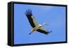 White Stork in Flight-null-Framed Stretched Canvas