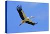 White Stork in Flight-null-Stretched Canvas