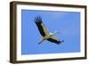 White Stork in Flight-null-Framed Photographic Print