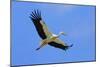 White Stork in Flight-null-Mounted Photographic Print