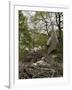 White stork nest at captive breeding colony, Oxfordshire, UK-Nick Upton-Framed Photographic Print