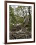 White stork nest at captive breeding colony, Oxfordshire, UK-Nick Upton-Framed Photographic Print