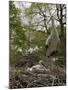 White stork nest at captive breeding colony, Oxfordshire, UK-Nick Upton-Mounted Photographic Print