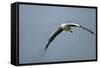 White Stork, Ngorongoro Conservation Area, Tanzania-Paul Souders-Framed Stretched Canvas