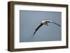 White Stork, Ngorongoro Conservation Area, Tanzania-Paul Souders-Framed Photographic Print