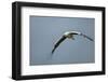 White Stork, Ngorongoro Conservation Area, Tanzania-Paul Souders-Framed Photographic Print