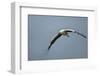 White Stork, Ngorongoro Conservation Area, Tanzania-Paul Souders-Framed Photographic Print