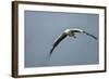 White Stork, Ngorongoro Conservation Area, Tanzania-Paul Souders-Framed Photographic Print