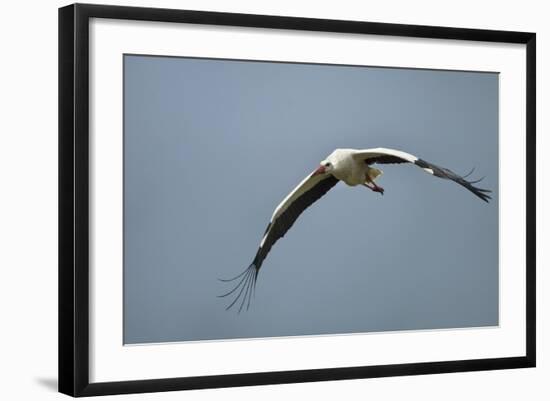 White Stork, Ngorongoro Conservation Area, Tanzania-Paul Souders-Framed Photographic Print