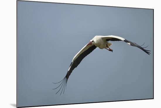 White Stork, Ngorongoro Conservation Area, Tanzania-Paul Souders-Mounted Photographic Print