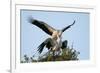 White stork pair mating on their nest at sunset, Sussex, UK-Nick Upton-Framed Photographic Print