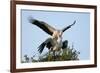 White stork pair mating on their nest at sunset, Sussex, UK-Nick Upton-Framed Photographic Print