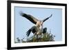 White stork pair mating on their nest at sunset, Sussex, UK-Nick Upton-Framed Photographic Print