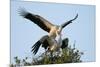 White stork pair mating on their nest at sunset, Sussex, UK-Nick Upton-Mounted Photographic Print