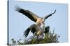 White stork pair mating on their nest at sunset, Sussex, UK-Nick Upton-Stretched Canvas