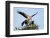 White stork pair mating on their nest at sunset, Sussex, UK-Nick Upton-Framed Photographic Print