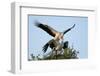 White stork pair mating on their nest at sunset, Sussex, UK-Nick Upton-Framed Photographic Print