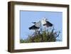 White stork pair performing an up-down display, Sussex, UK-Nick Upton-Framed Photographic Print