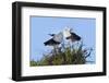 White stork pair performing an up-down display, Sussex, UK-Nick Upton-Framed Photographic Print