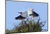 White stork pair performing an up-down display, Sussex, UK-Nick Upton-Mounted Photographic Print