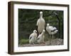 White stork parent standing with chicks, Oxfordshire, UK-Nick Upton-Framed Photographic Print