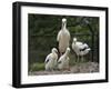 White stork parent standing with chicks, Oxfordshire, UK-Nick Upton-Framed Photographic Print