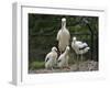 White stork parent standing with chicks, Oxfordshire, UK-Nick Upton-Framed Photographic Print